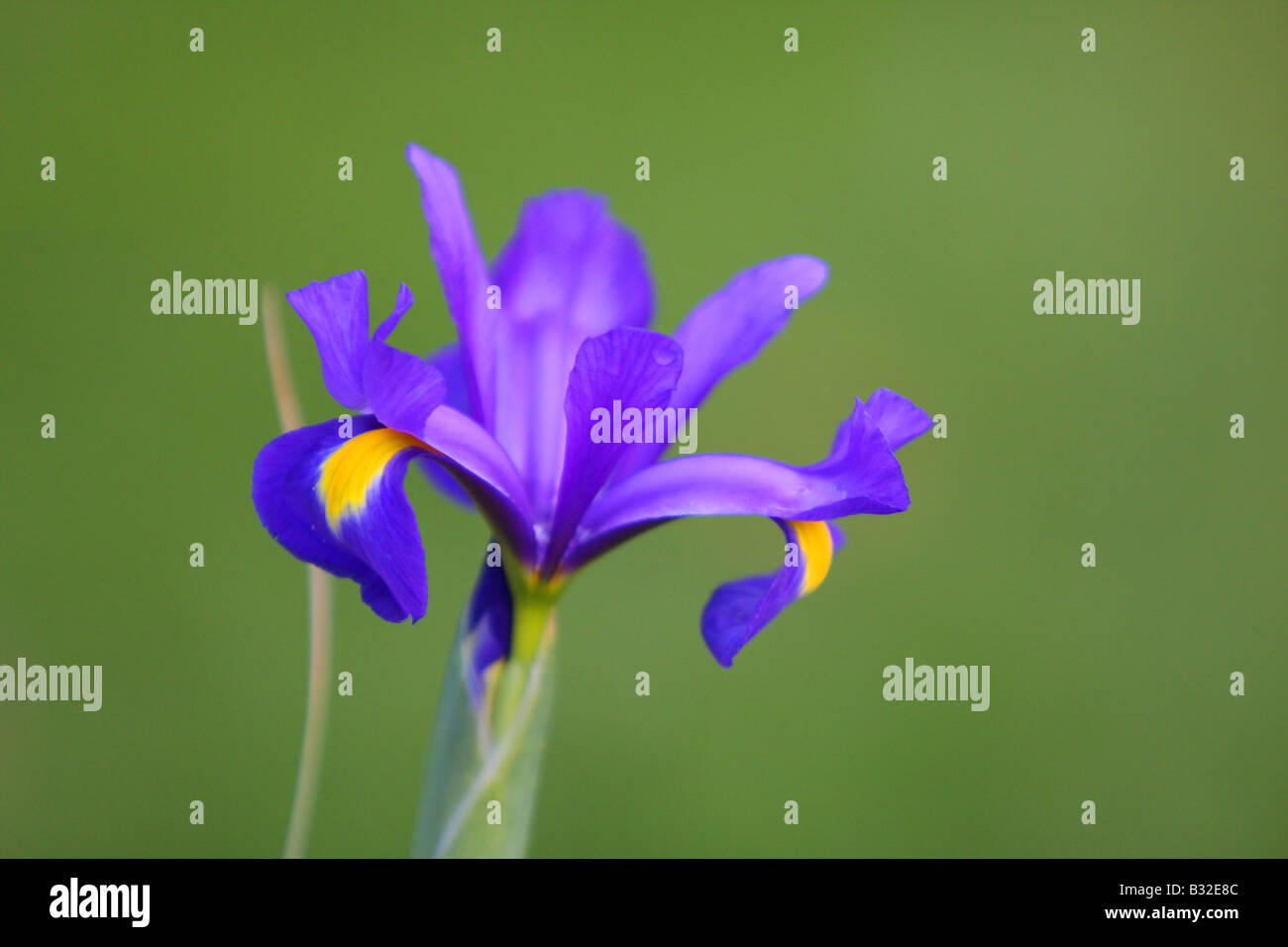 Iris xiphium 'wedgewood' Banque D'Images
