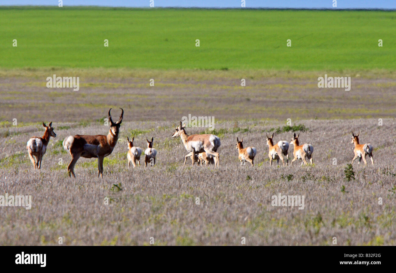 Troupeau de l'antilope dans champ de la Saskatchewan Banque D'Images