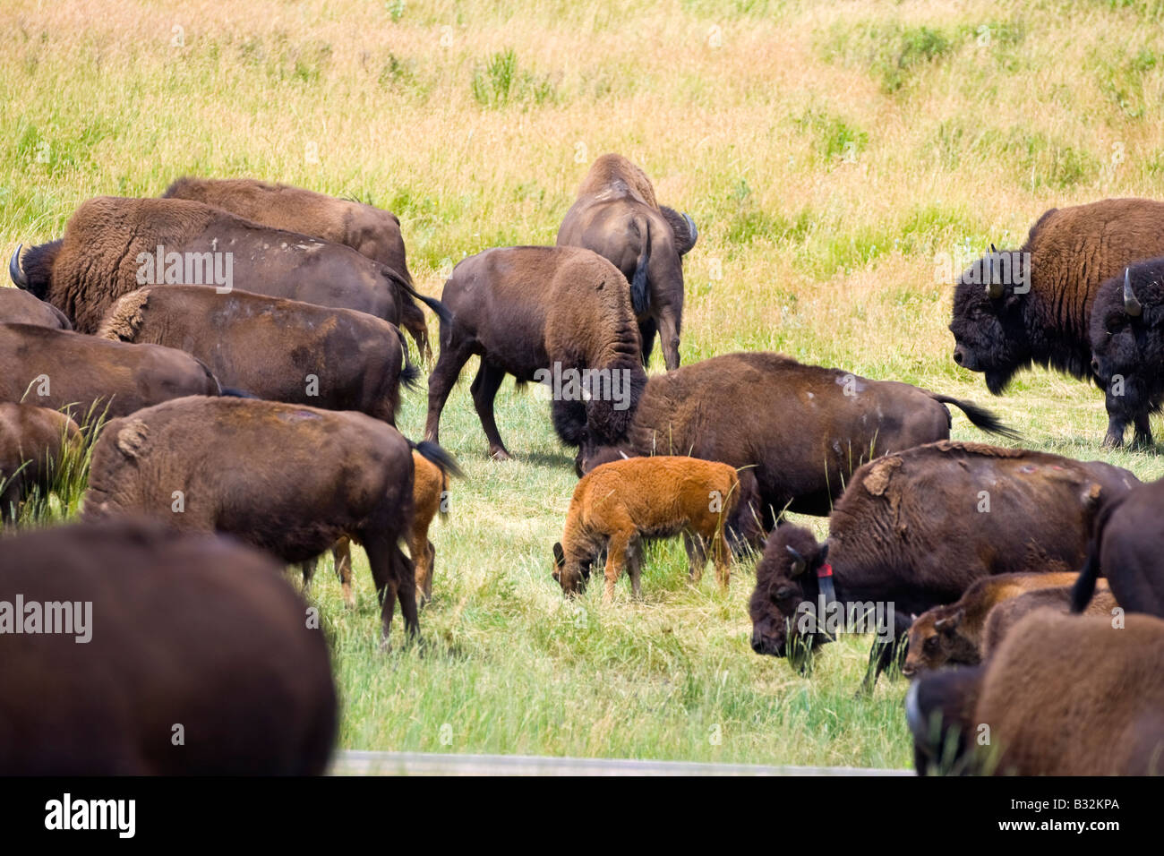 Grand troupeau de bison d'Amérique (Bison bison) Banque D'Images
