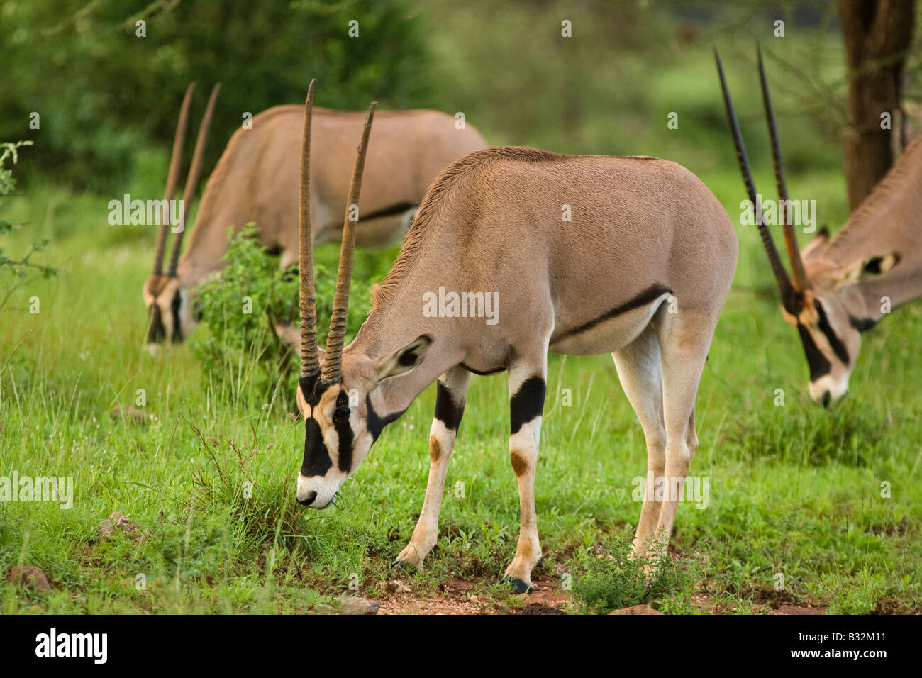 Oryx de beisa (Oryx gazella beisa) Banque D'Images