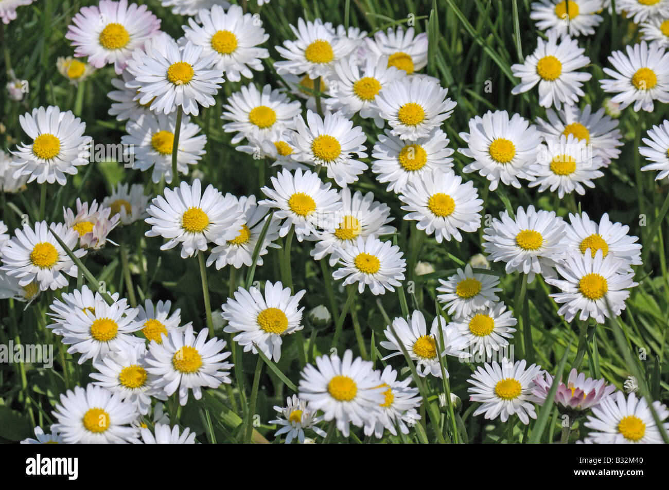Marguerite commune, l'anglais, Daisy Daisy Meadow (Bellis perennis), fleurs Banque D'Images