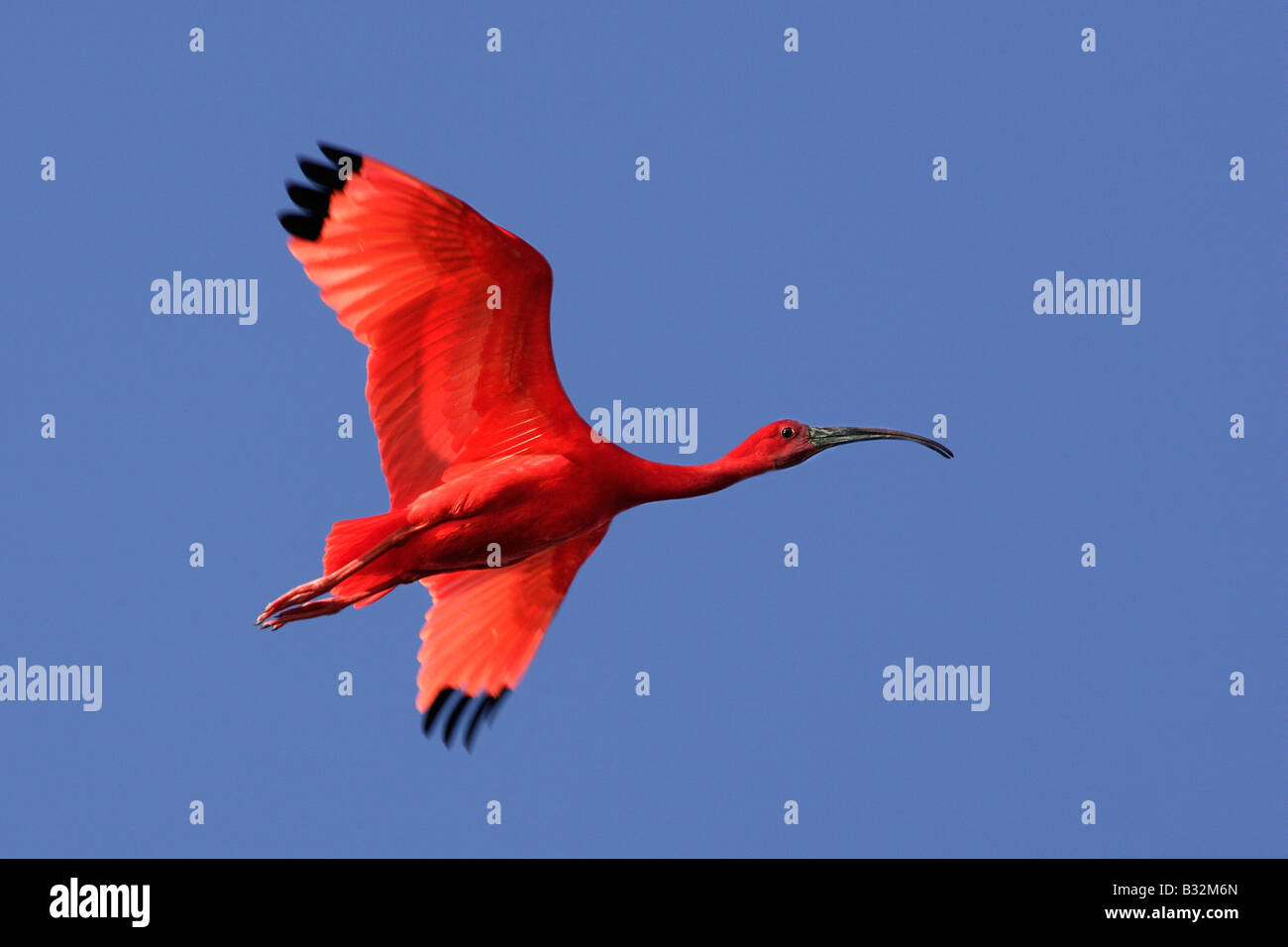 Ibis rouge (Eudocimus ruber), en vol Banque D'Images