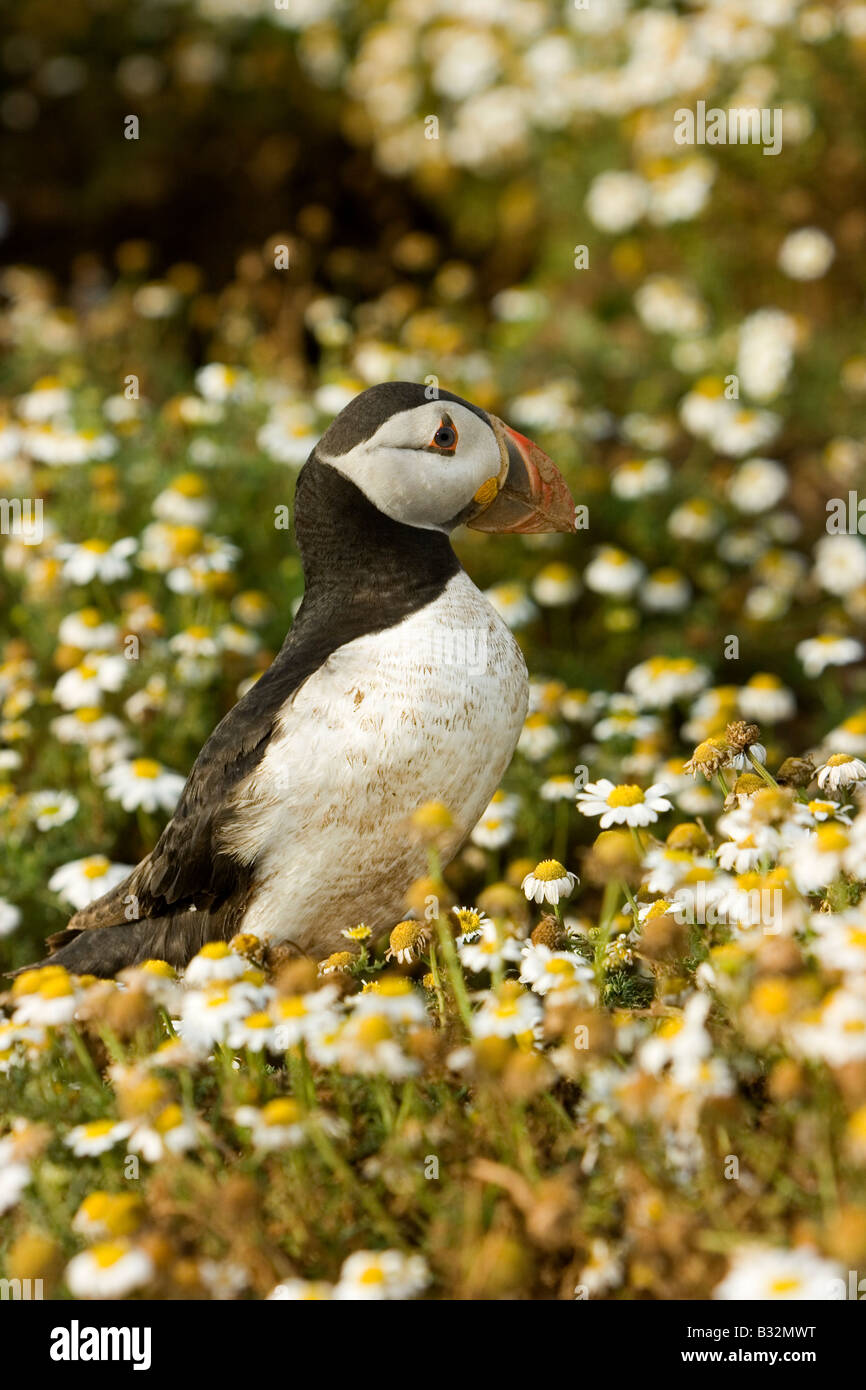 Macareux moine sur l'île de Skomer, au Pays de Galles. (Voir mes autres photos de macareux, cliquez sur mon nom) Banque D'Images
