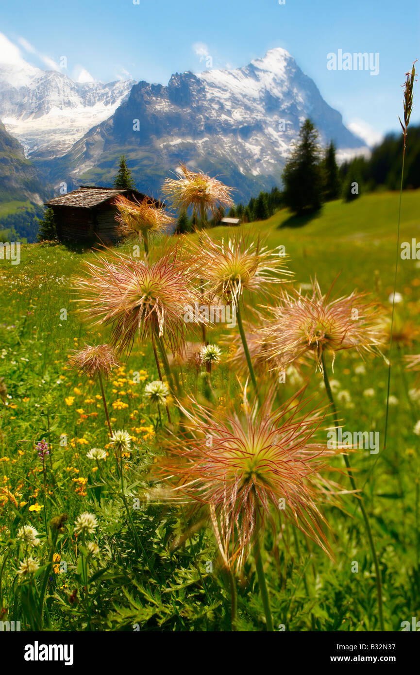 Graines Benoîte de l'Alpine. L'été alpin pré. Alpes bernoises. Banque D'Images