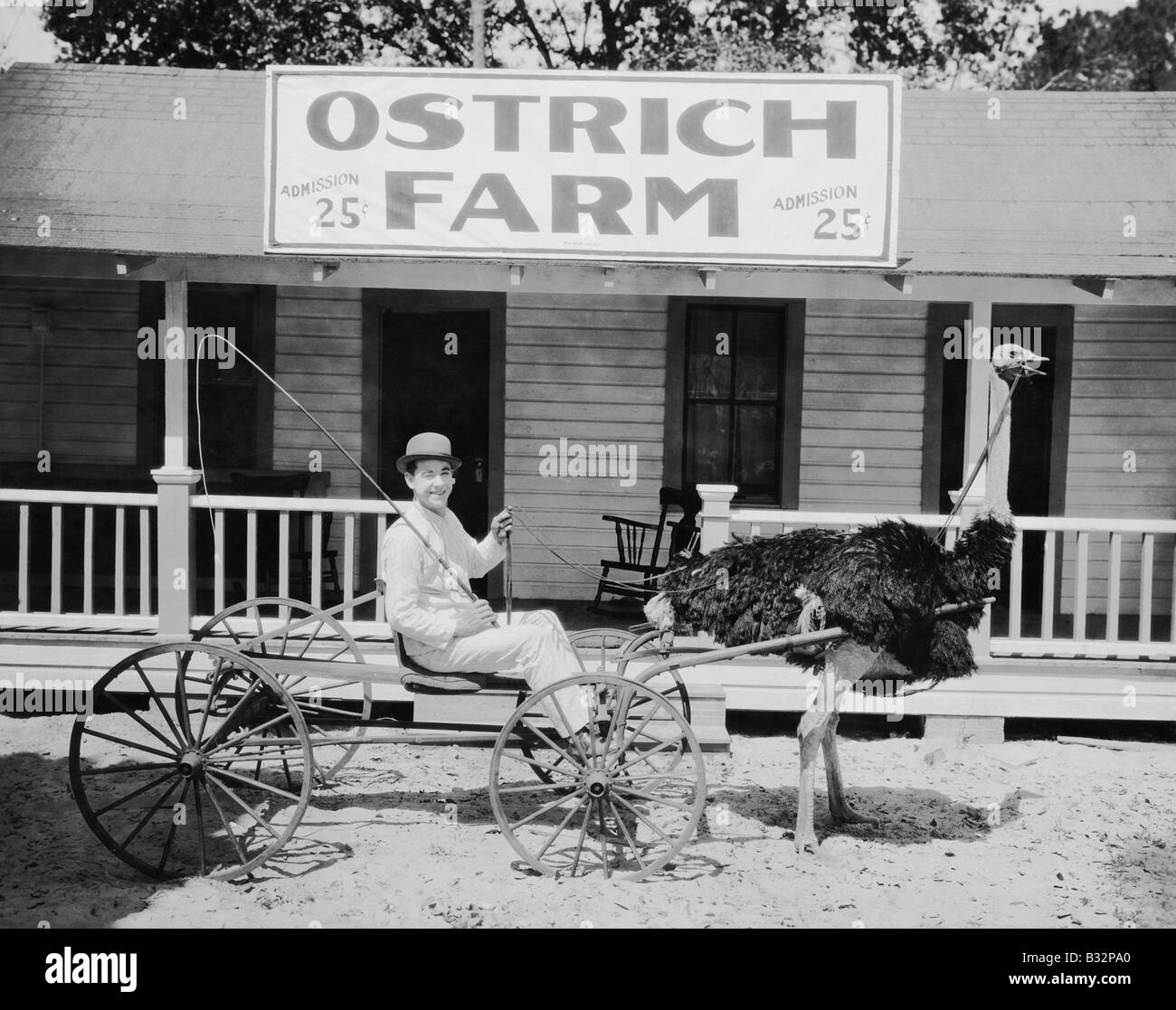 Tirant d'autruche dans l'homme panier sur ostrich farm Banque D'Images