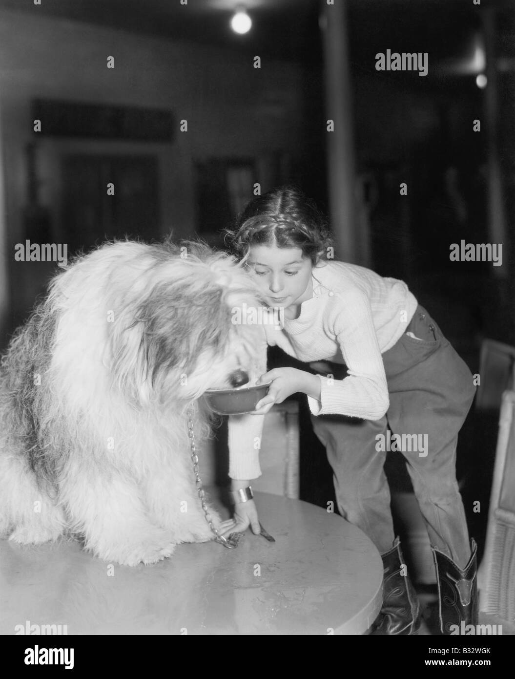 Jeune femme offrant son bearded collie un verre d'eau Banque D'Images