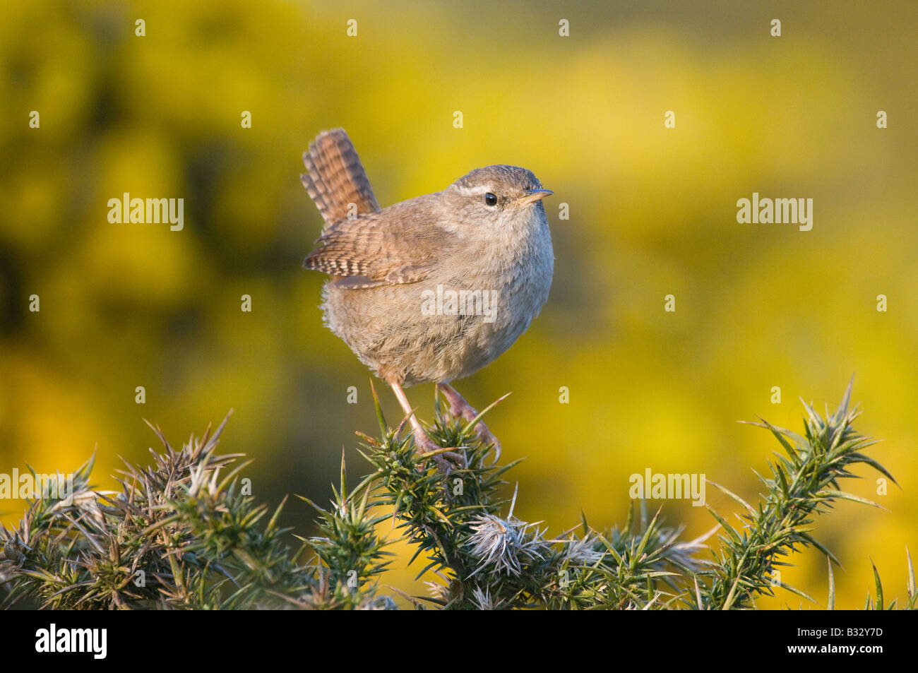 Le Troglodyte mignon Troglodytes troglodytes printemps Norfolk Banque D'Images