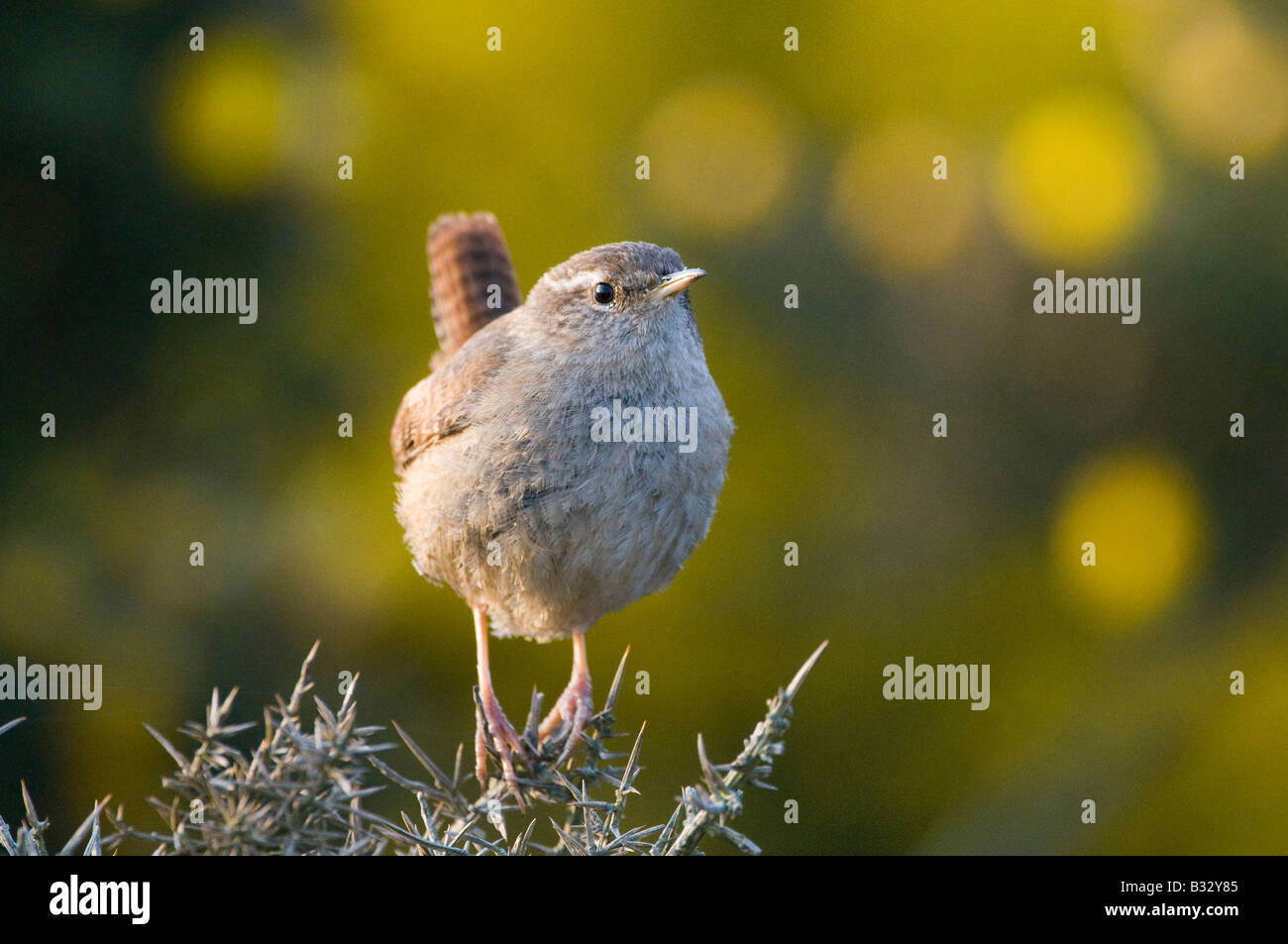 Le Troglodyte mignon Troglodytes troglodytes printemps Norfolk Banque D'Images