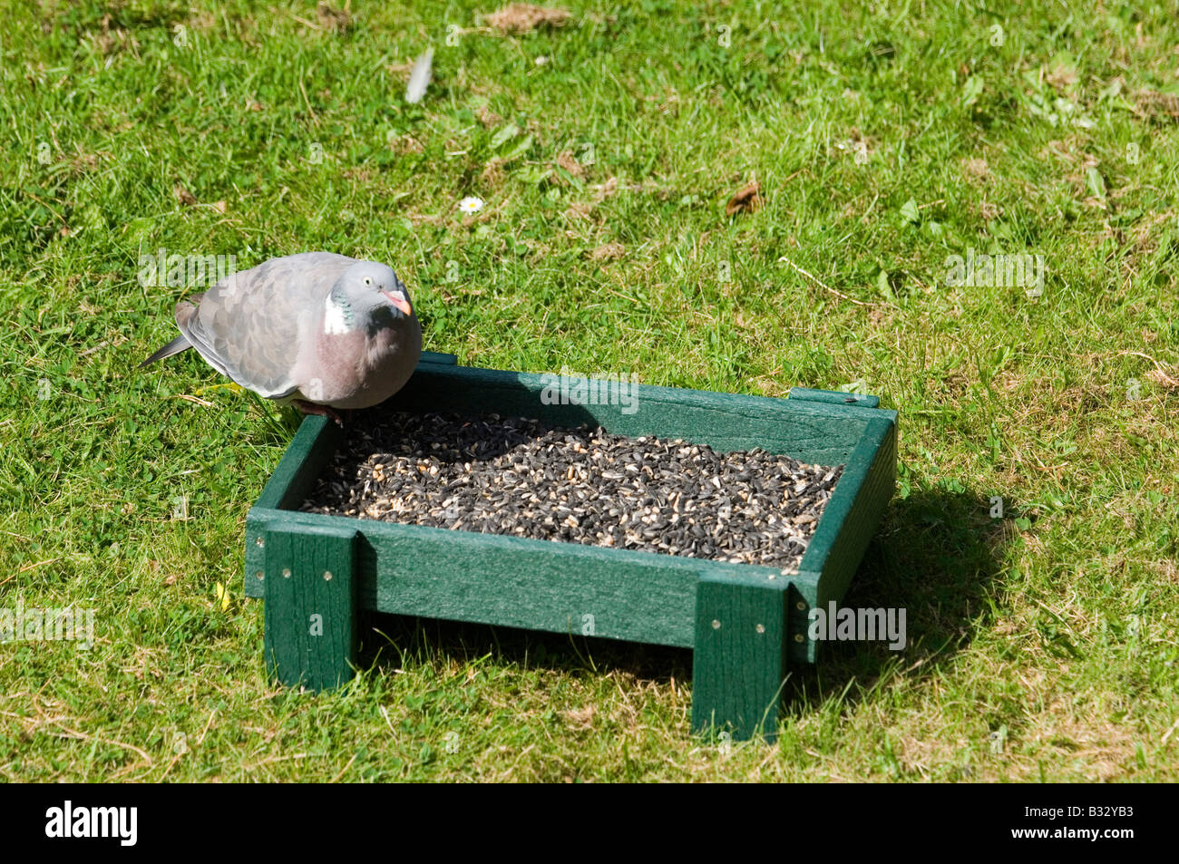 Pigeon ramier à garden feeder uk Banque D'Images