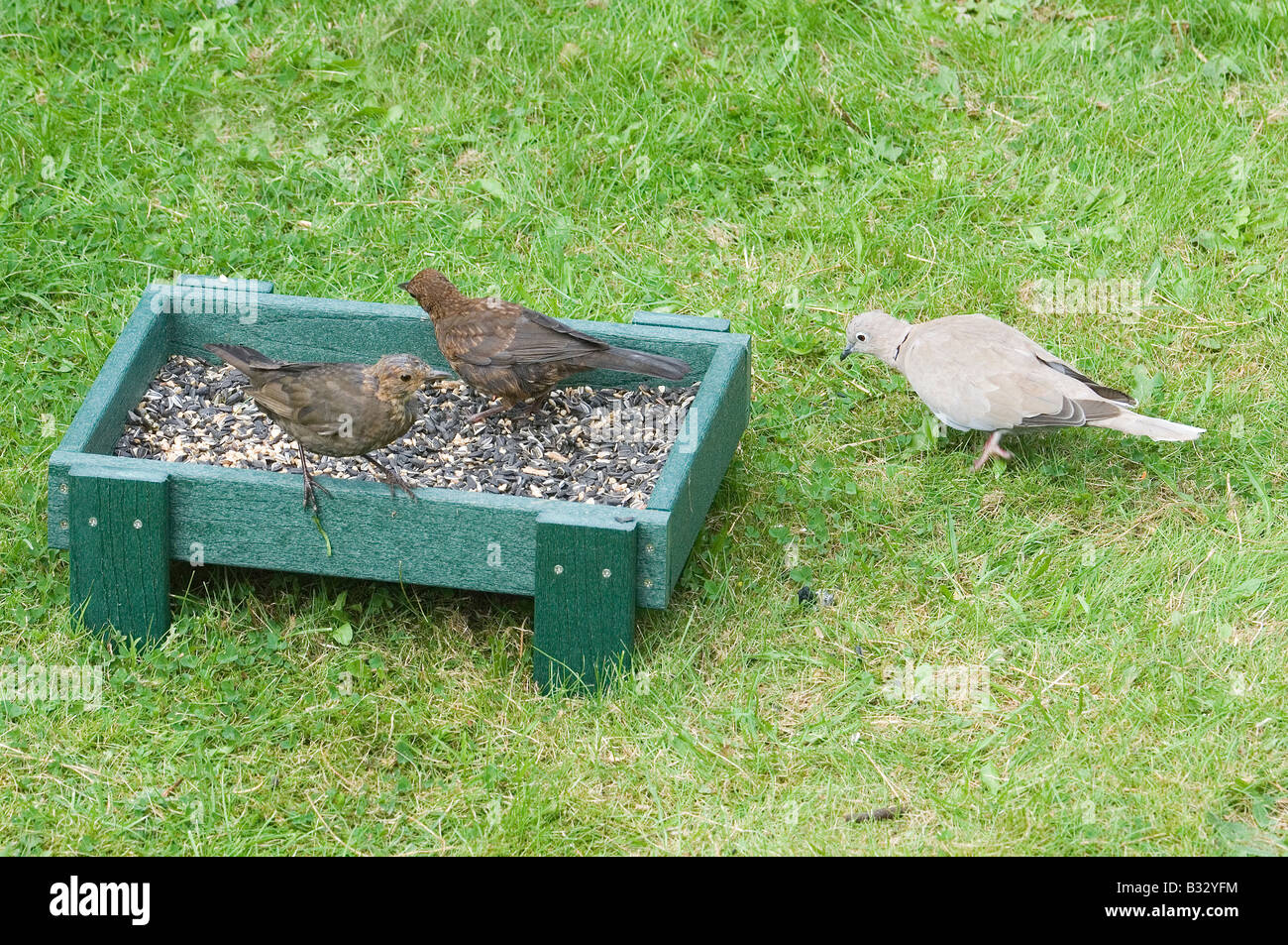 Jardin d'oiseaux (Tourterelles turques et épaulettes à garden mangeoire UK  Photo Stock - Alamy