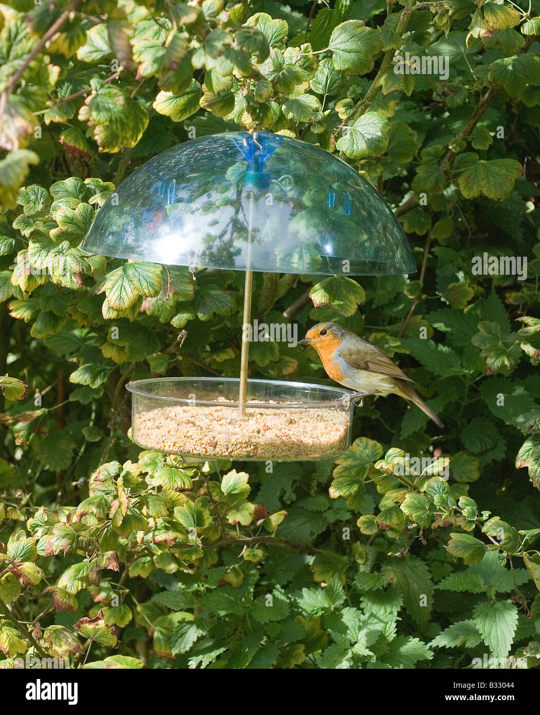 Robin au jardin Norfolk d'alimentation UK Banque D'Images