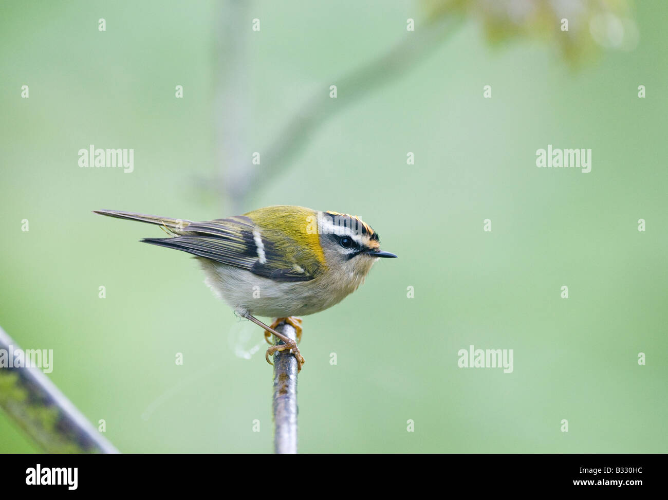 Regulus ignicapillus Firecrest Avril Norfolk Banque D'Images