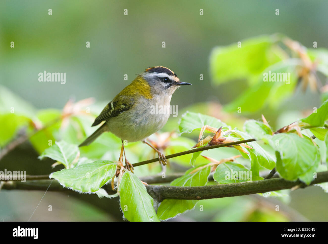 Regulus ignicapillus Firecrest Avril Norfolk Banque D'Images