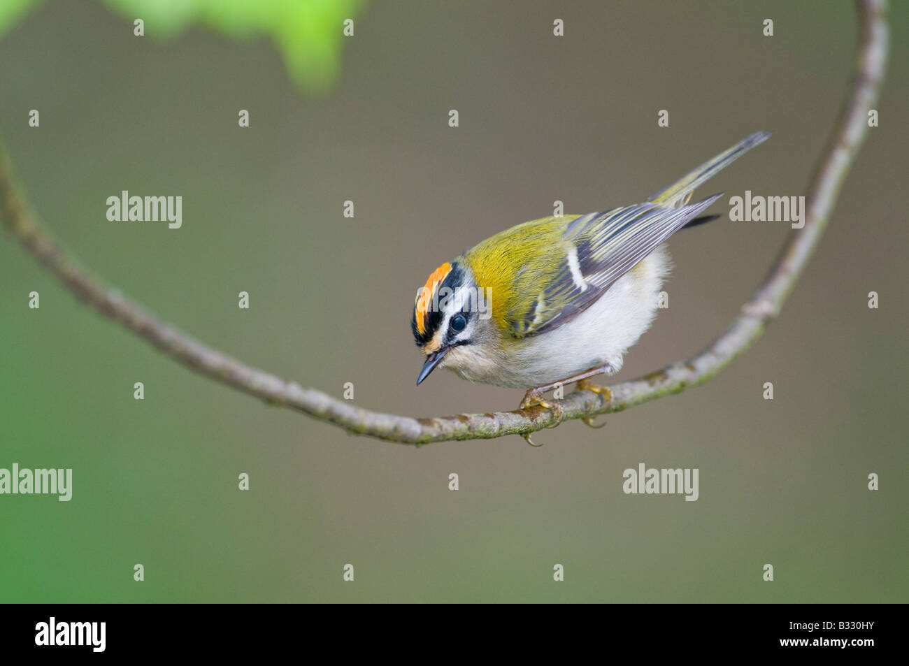 Regulus ignicapillus Firecrest Avril Norfolk Banque D'Images