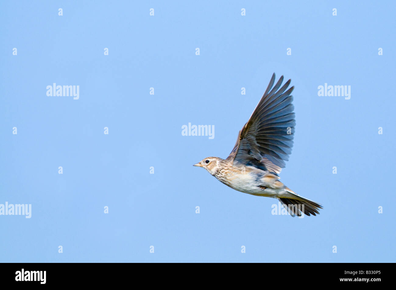 Alauda arvensis Skylark vol Norfolk Avril en chanson Banque D'Images