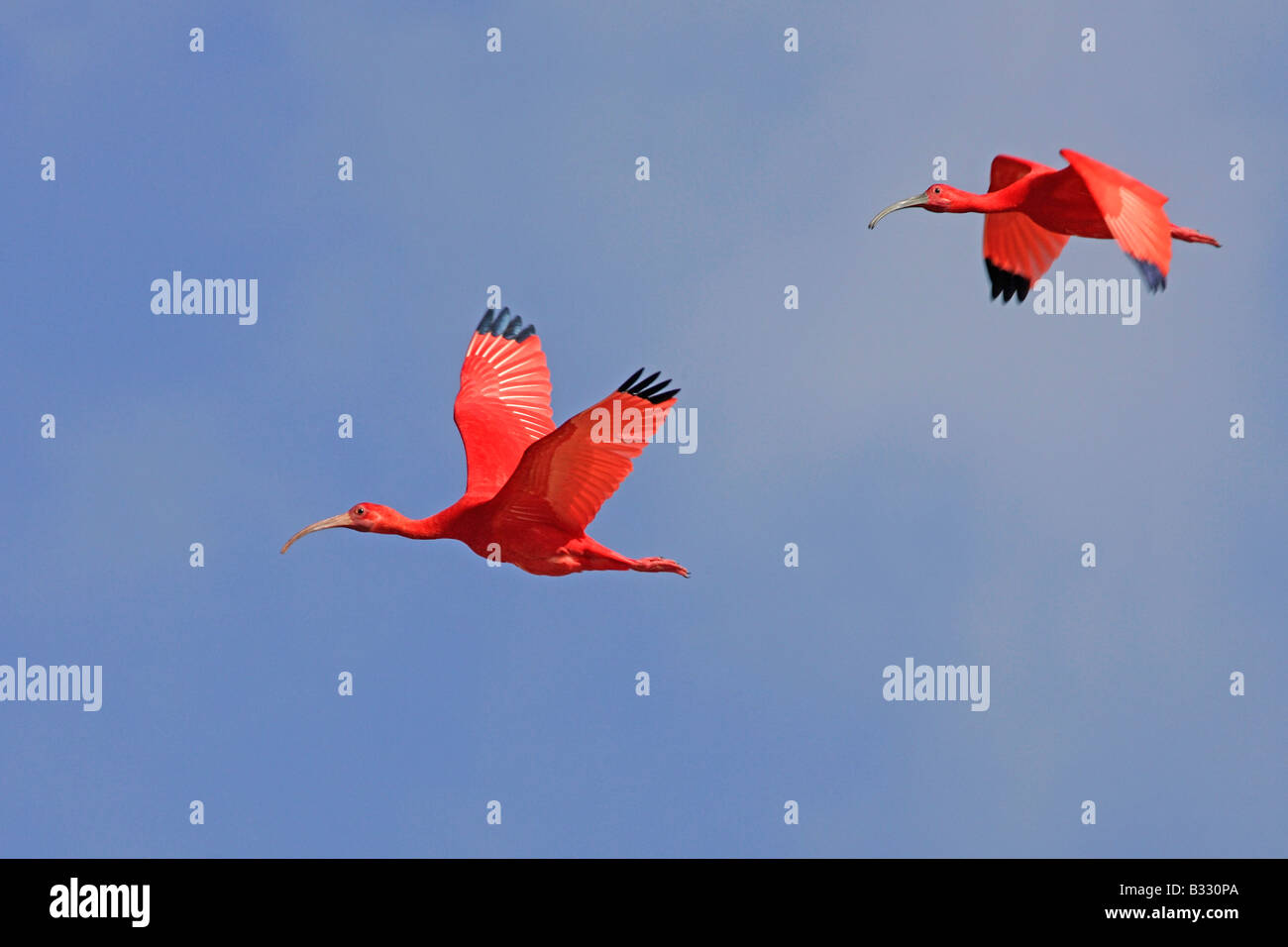 Ibis rouge (Eudocimus ruber), deux adultes en vol Banque D'Images