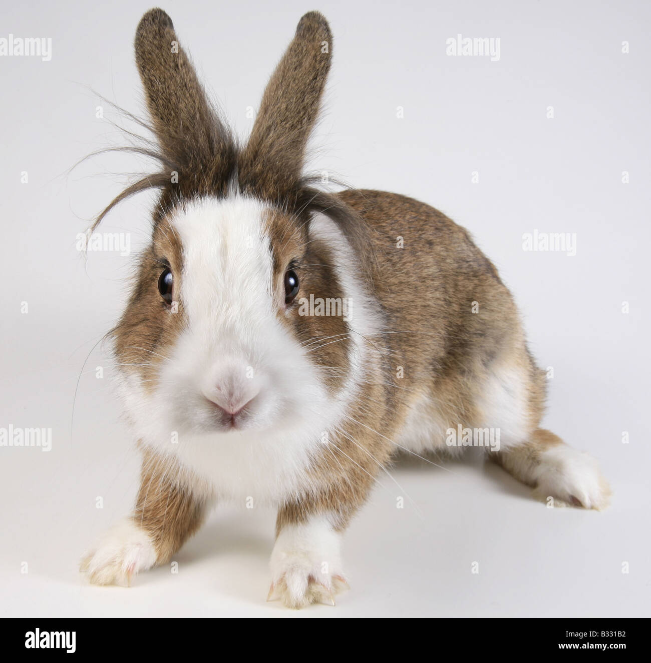 Oryctolagus cuniculus f. domestica, lapin domestique Banque D'Images