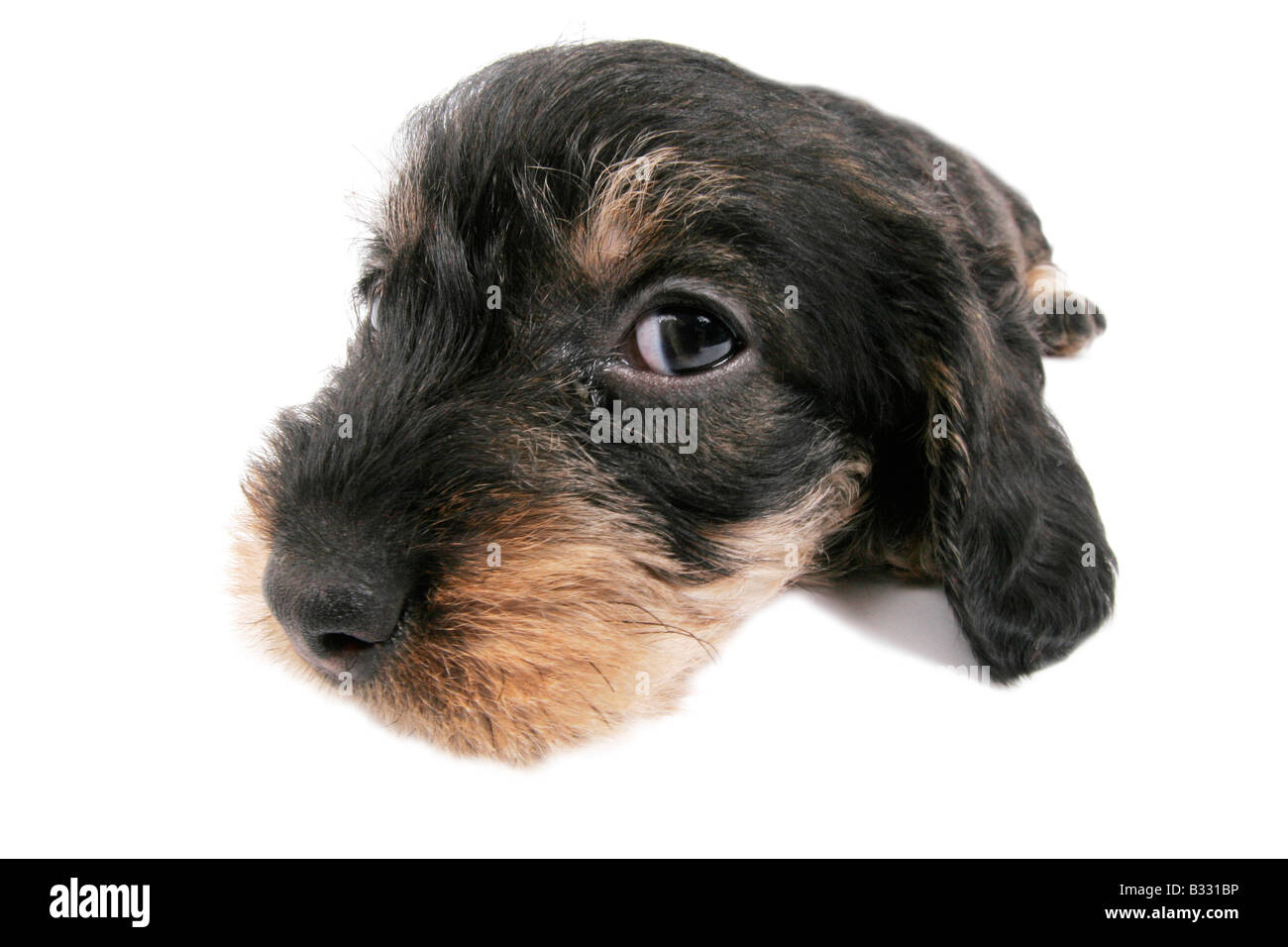 Canis lupus f. familiaris, saucisse chien, chien domestique Banque D'Images