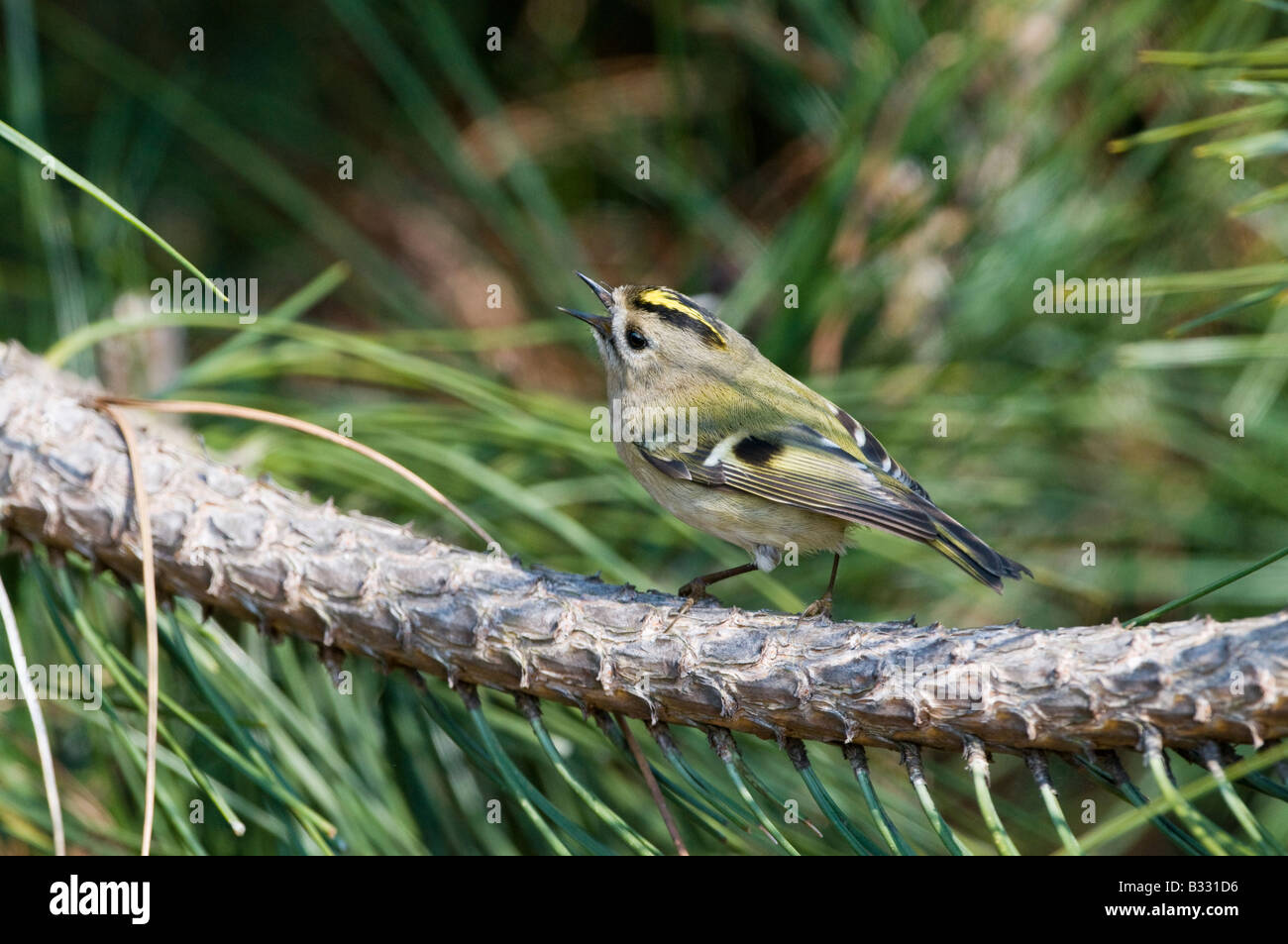 Regulus regulus Goldcrest Avril Suffolk Banque D'Images