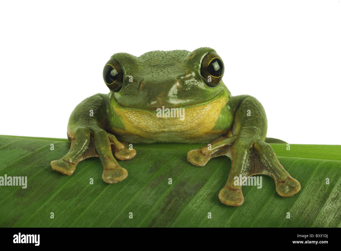 Rhacophorus dennysi Blanford, fouetter la grenouille, rainette, deltaplane asiatique Asian deltaplane rainette versicolore Banque D'Images