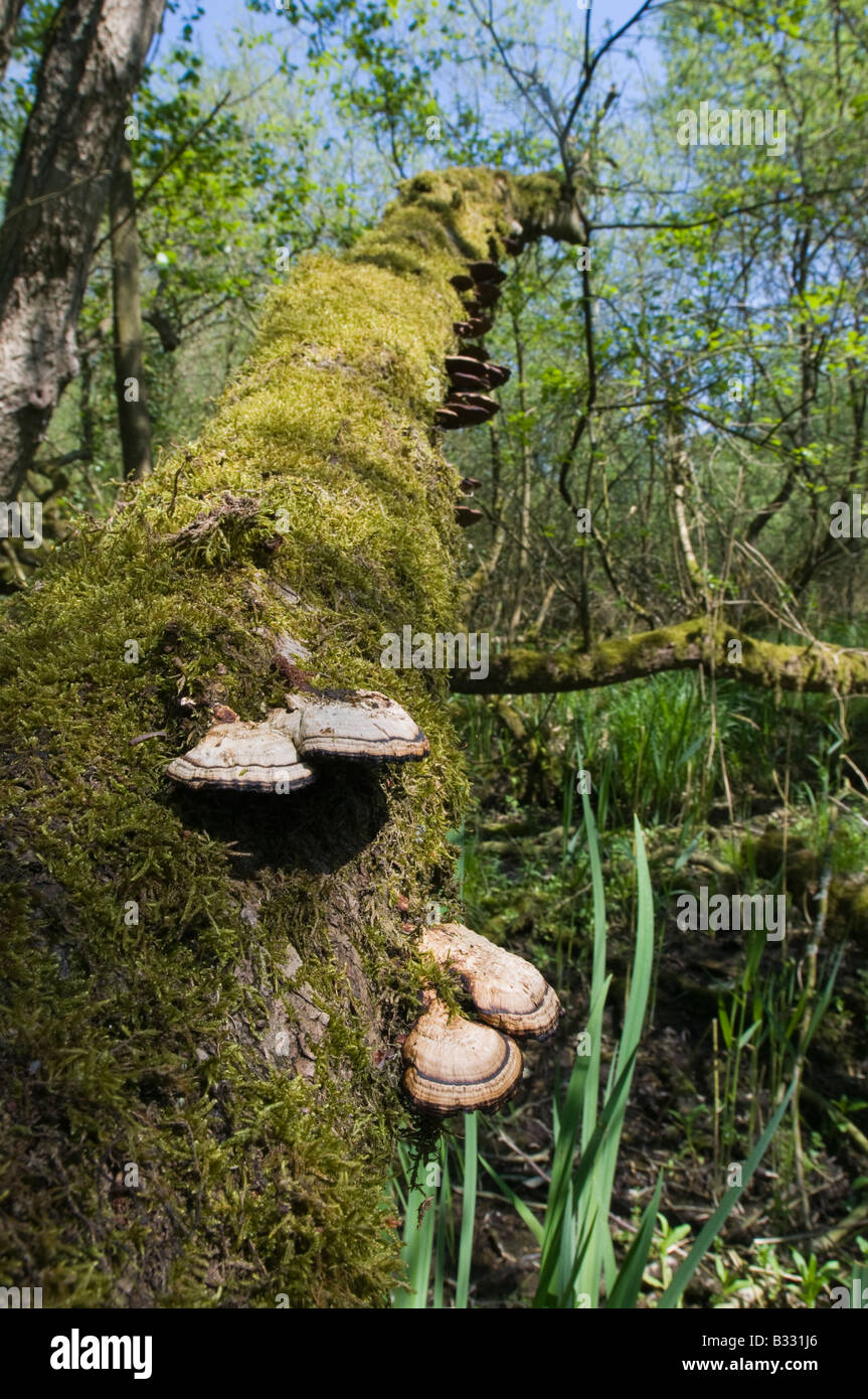 Champignons poussant sur support arbre tombé dans la forêt humide d'avril Norfolk Banque D'Images