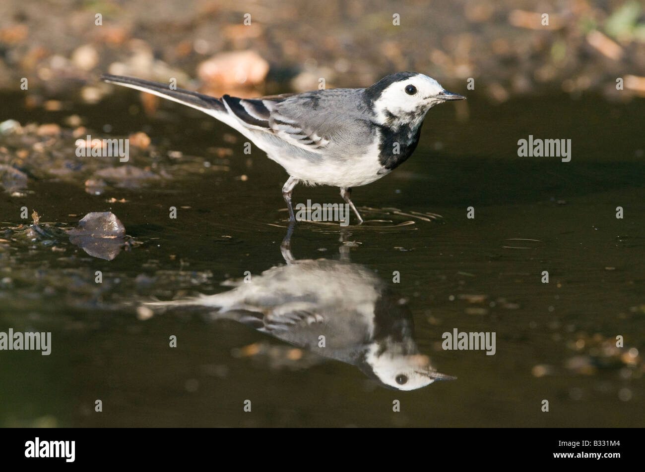 Bergeronnette pie Motacilla alba femelle à flaque d'avril Norfolk Banque D'Images