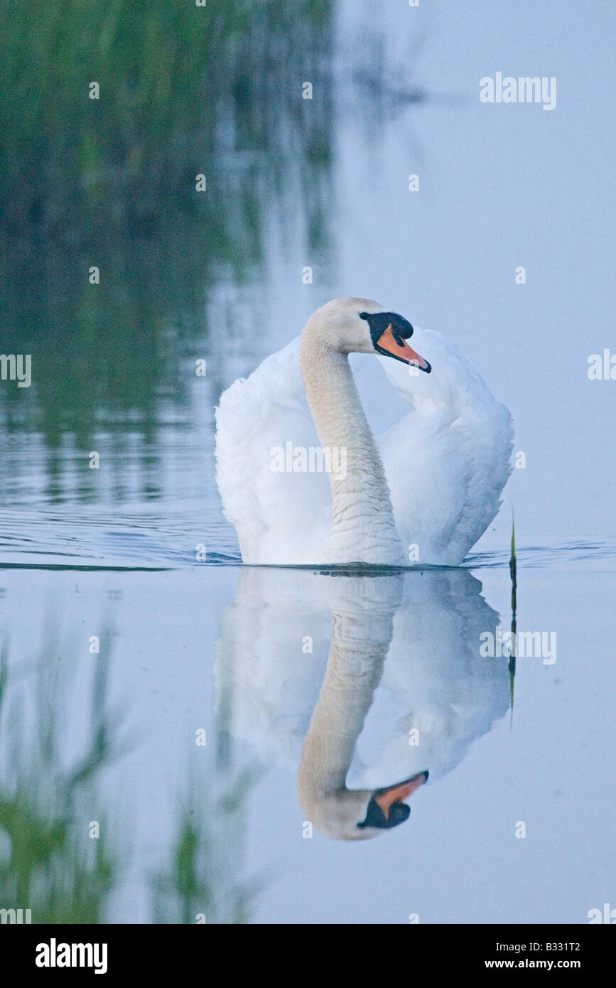 Cygne tuberculé Cygnus olor s/n mâles Claj Norfolk Avril Banque D'Images