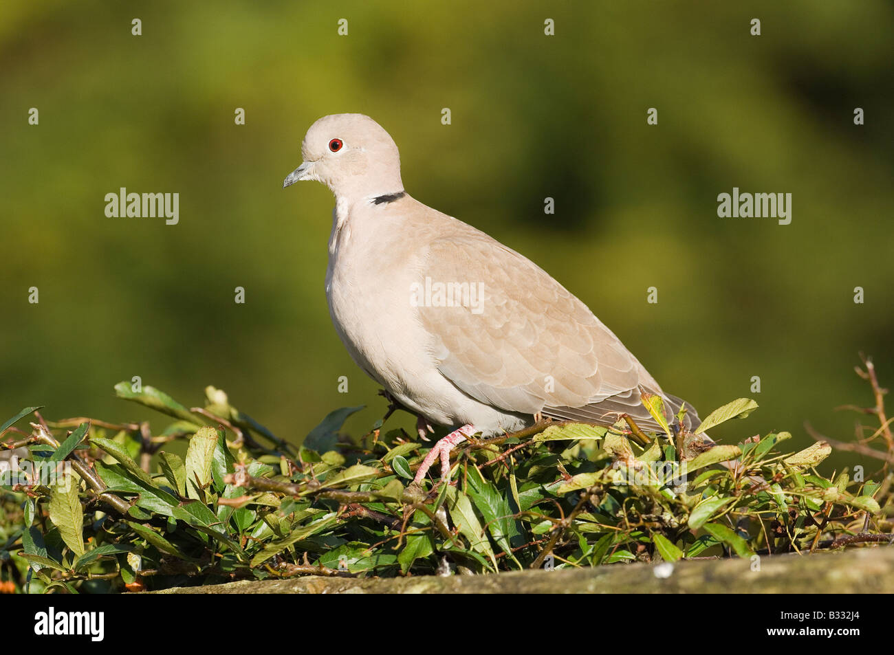 Streptopelia decaocto Tourterelle à collier sur la couverture d'hiver jardin UK Banque D'Images