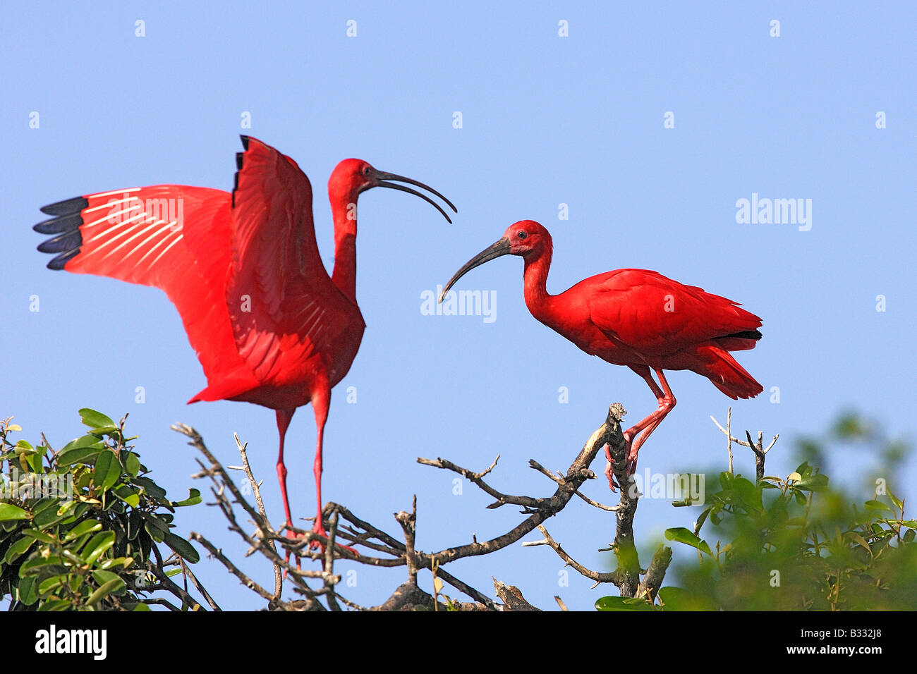 Ibis rouge (Eudocimus ruber), deux adultes perché sur une branche Banque D'Images