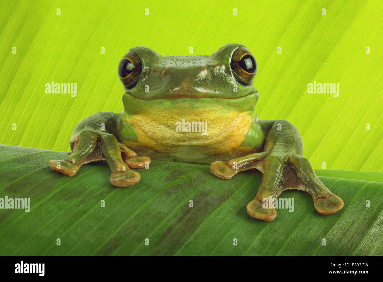 Rhacophorus dennysi Blanford, fouetter la grenouille, rainette, deltaplane asiatique Asian deltaplane rainette versicolore Banque D'Images