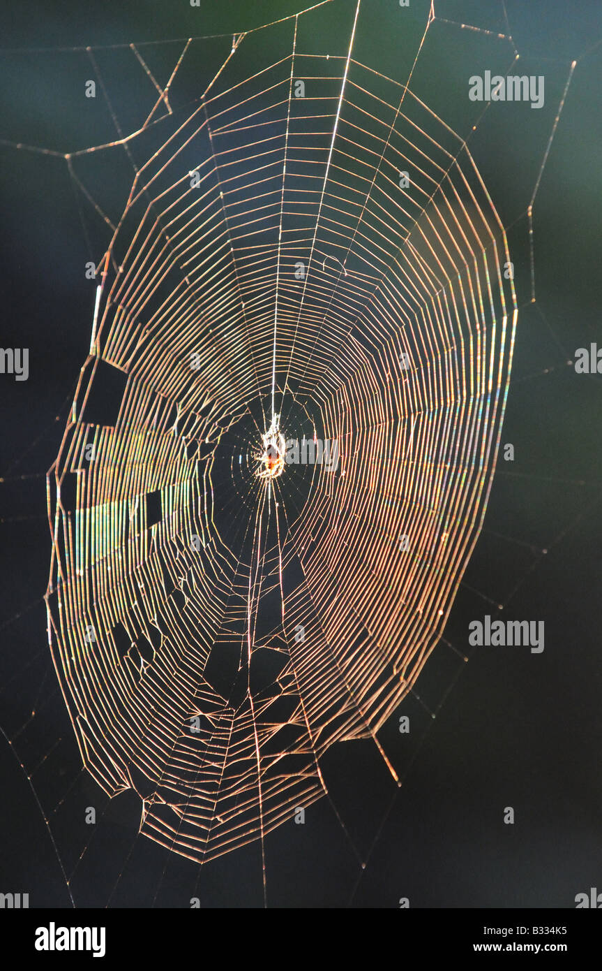 Une araignée, araignée, accrochée à sa queue parfaitement web s/n qui scintille à la lumière du soleil, gouttes d'eau scintillent. Banque D'Images