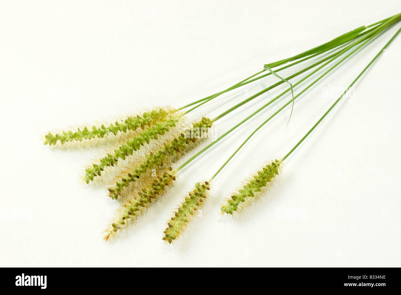 Le millet commun (Panicum miliaceum), les tiges avec têtes de graine, studio photo Banque D'Images