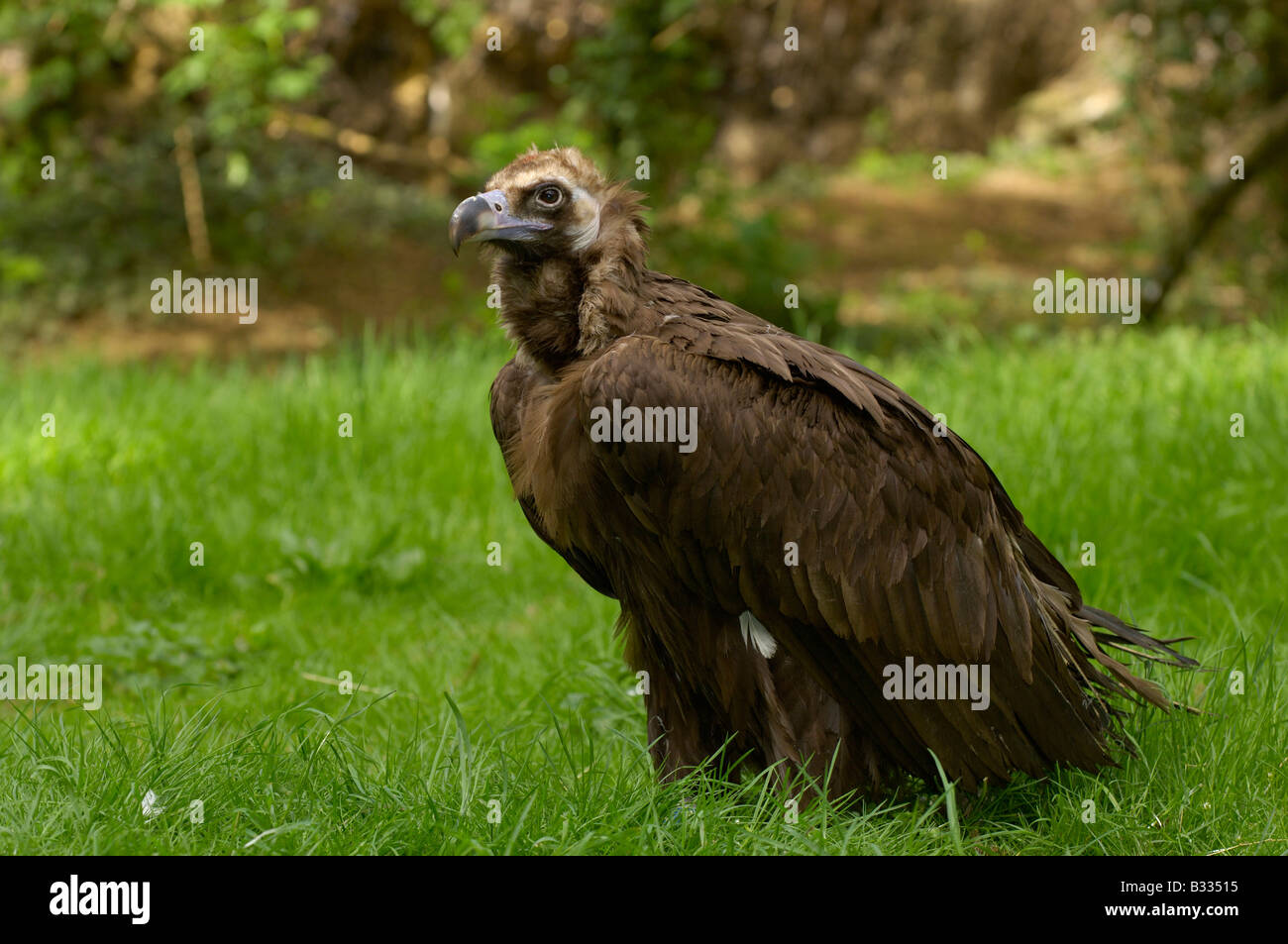 Cinereous Vulture vautour noir à Aeygypius monachus photographié en France Banque D'Images