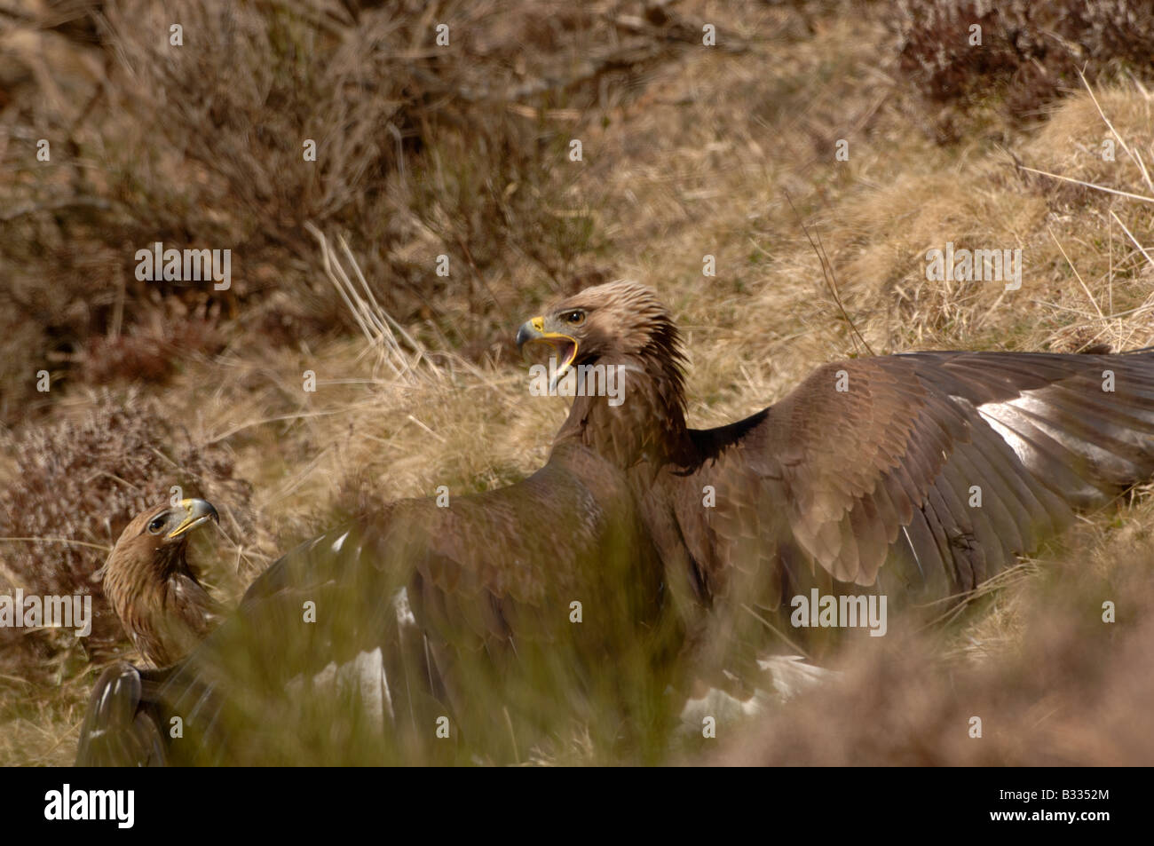 Aigle royal Aquila chrysaetos 1ère année juvénile photographié en Pyrénées espagnoles Banque D'Images