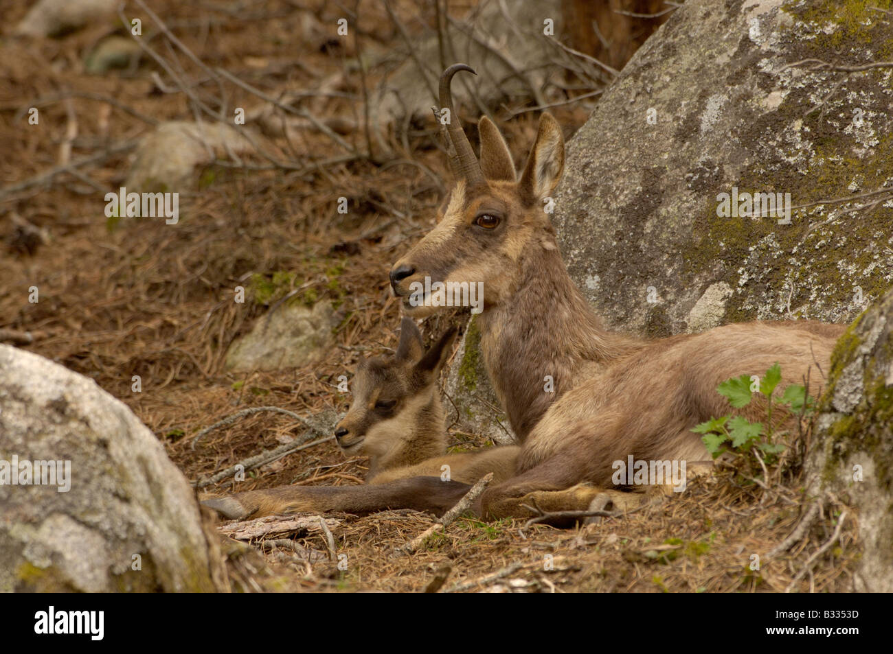 Isard( Isards) Rupicapra rupicapra pyrenaica , mère et bébé, photographié dans les Pyrénées françaises Banque D'Images