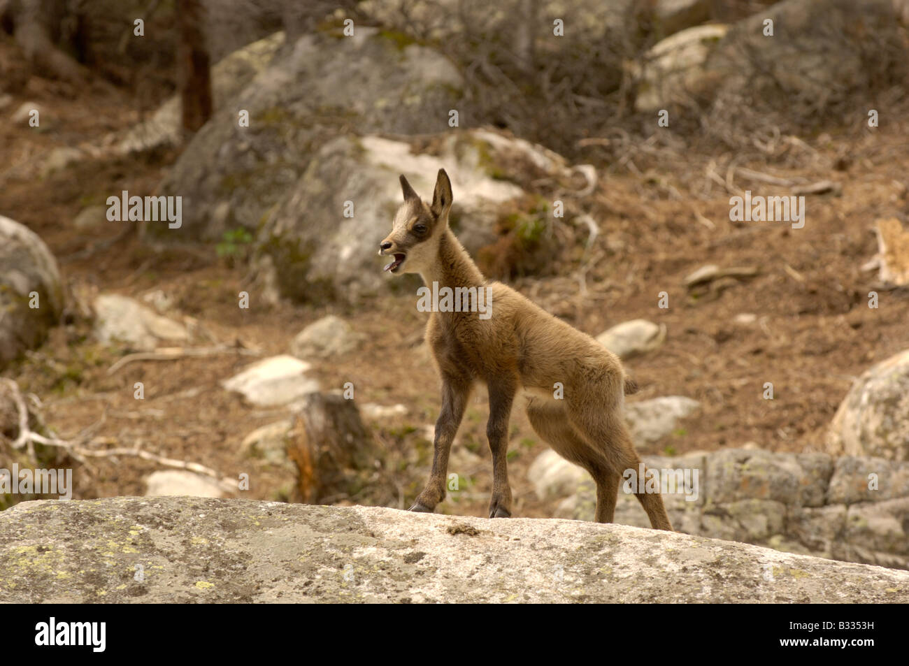 Isard( Isards) Rupicapra rupicapra pyrenaica, jeune, photographié dans les Pyrénées françaises Banque D'Images