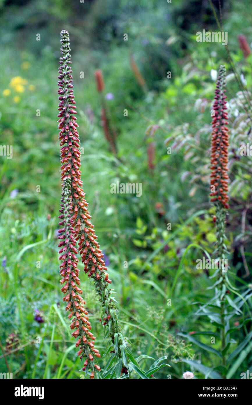 DIGITALIS PARVIFLORA CI-DESSOUS ESPINAMA PICOS DE EUROPA Espagne España Banque D'Images