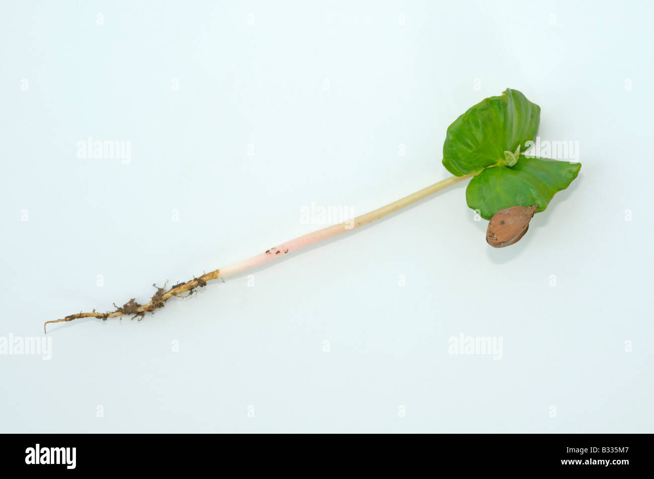 Hêtre européen, le hêtre commun (Fagus sylvatica). Avec des semis de graines racine feuilles et reste de hêtre écrou, studio photo Banque D'Images