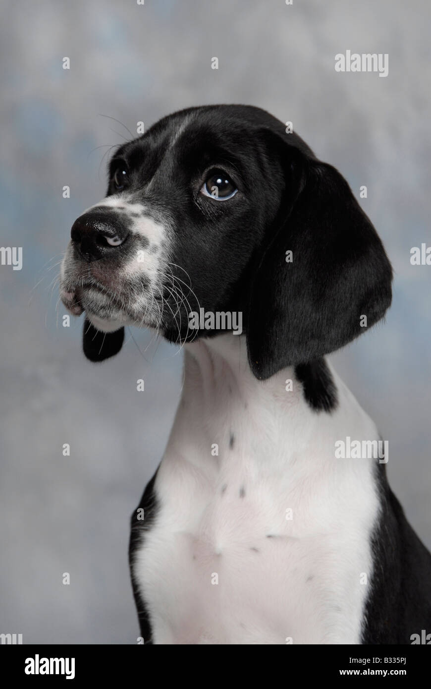 Head shot of black and white pedigree chiots Pointer Anglais Banque D'Images