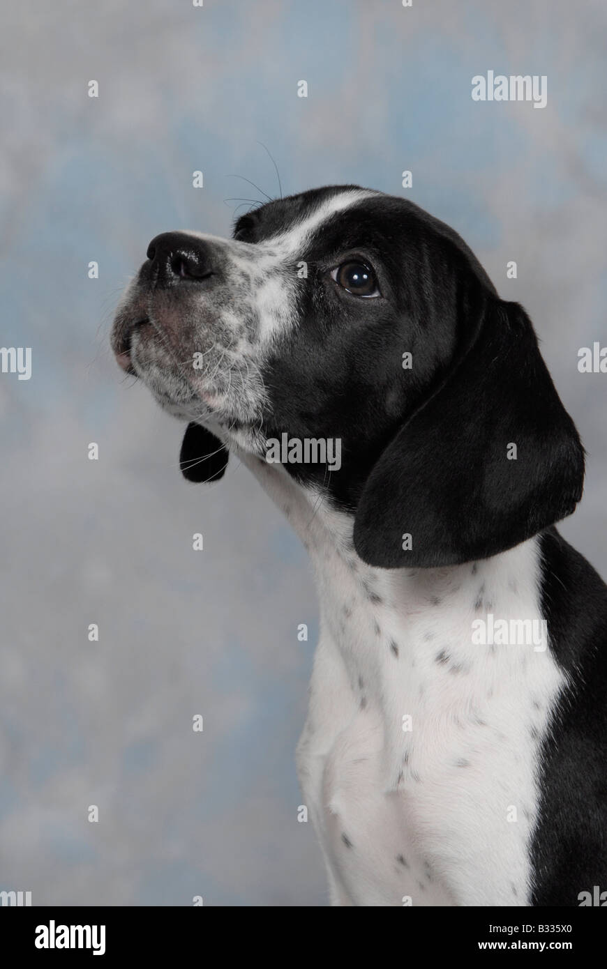 Head shot of black and white pedigree chiots Pointer Anglais Banque D'Images
