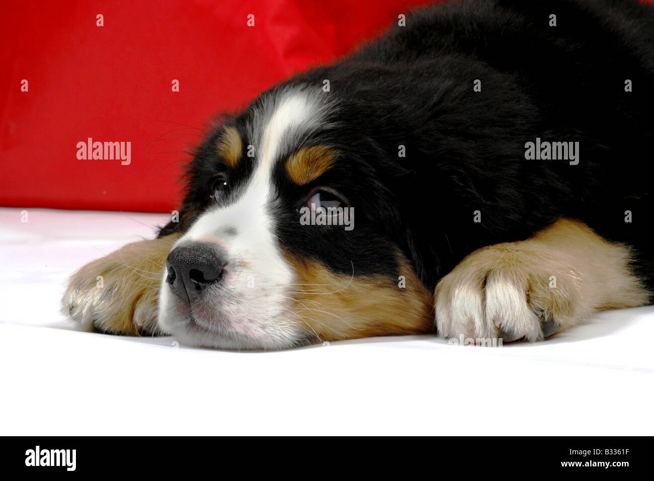 Canis lupus f. familiaris, chien domestique Banque D'Images