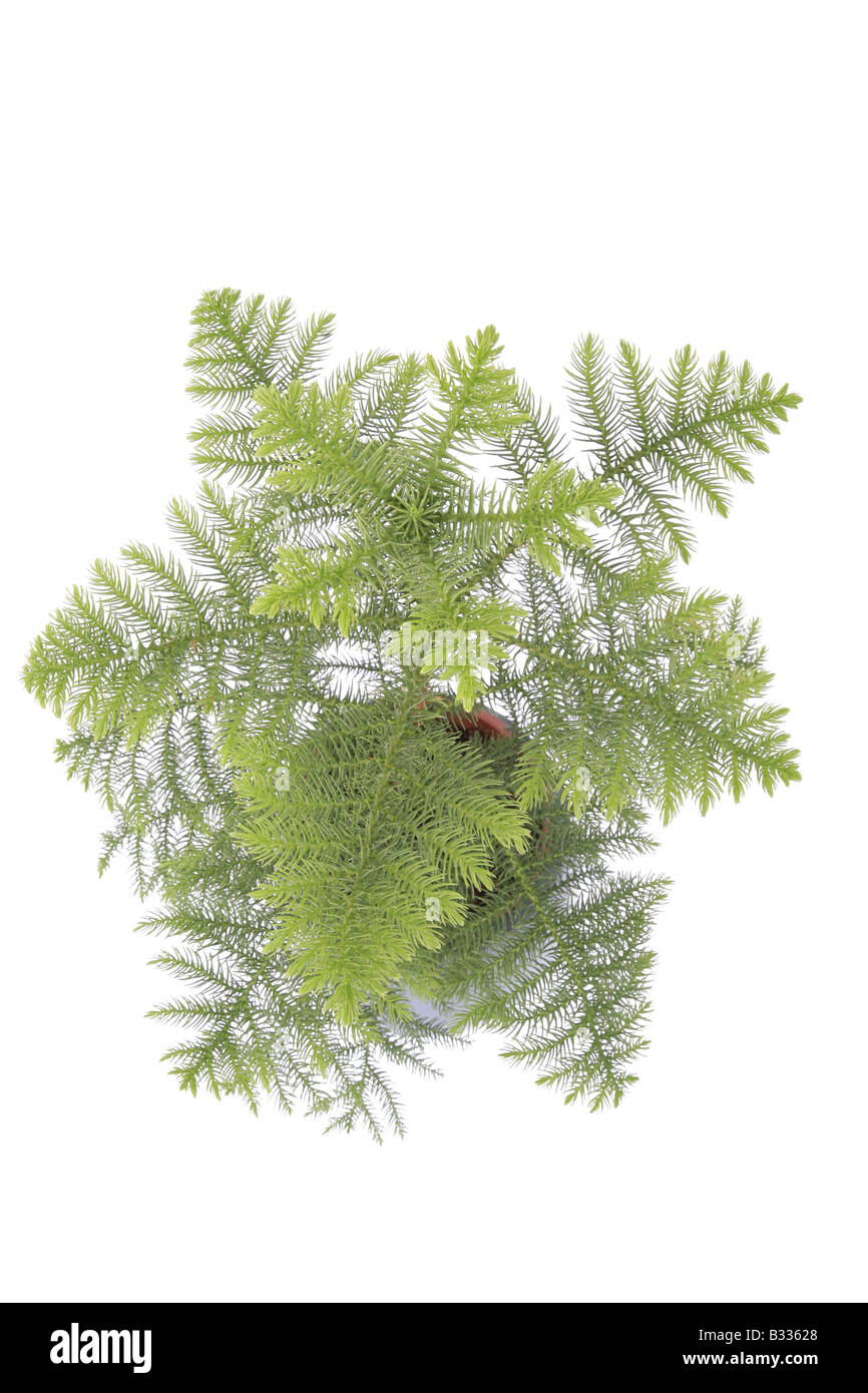 Araucaria heterophylla, Araucaria excelsa, île Norfolk Pine Banque D'Images