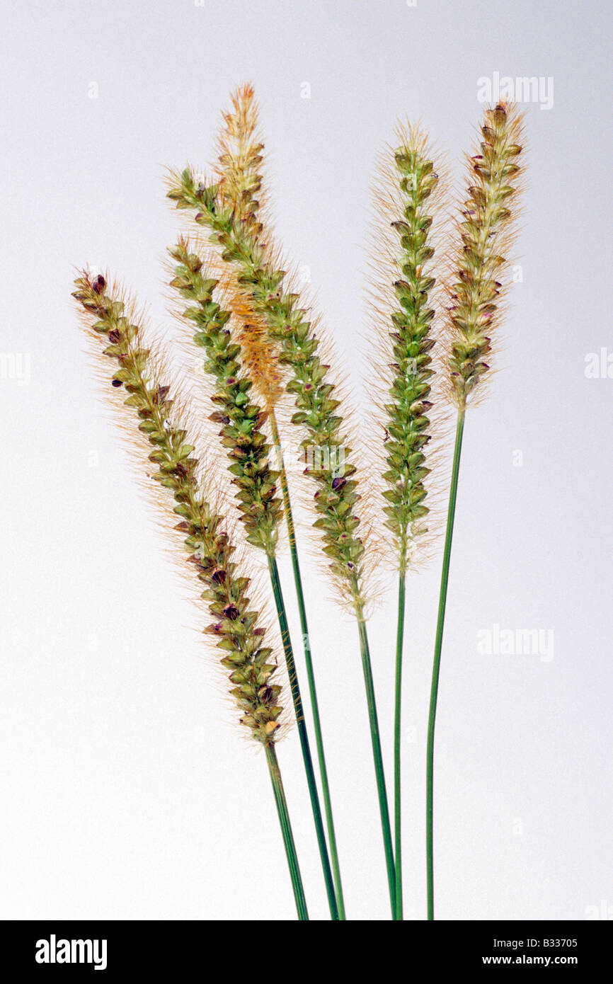 Le millet commun (Panicum miliaceum), les tiges avec têtes de graine, studio photo Banque D'Images