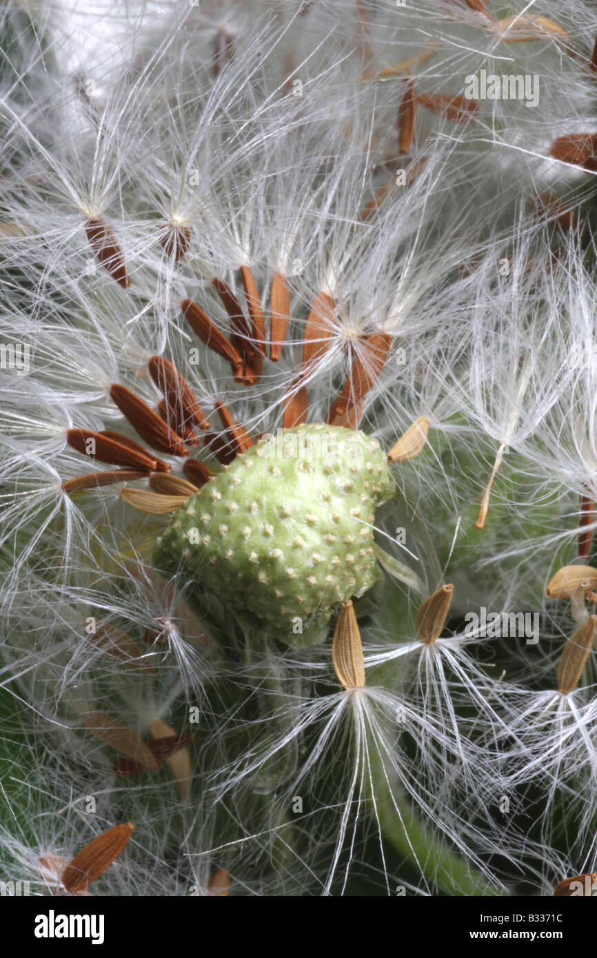 Graines de mauvaises herbes Banque D'Images