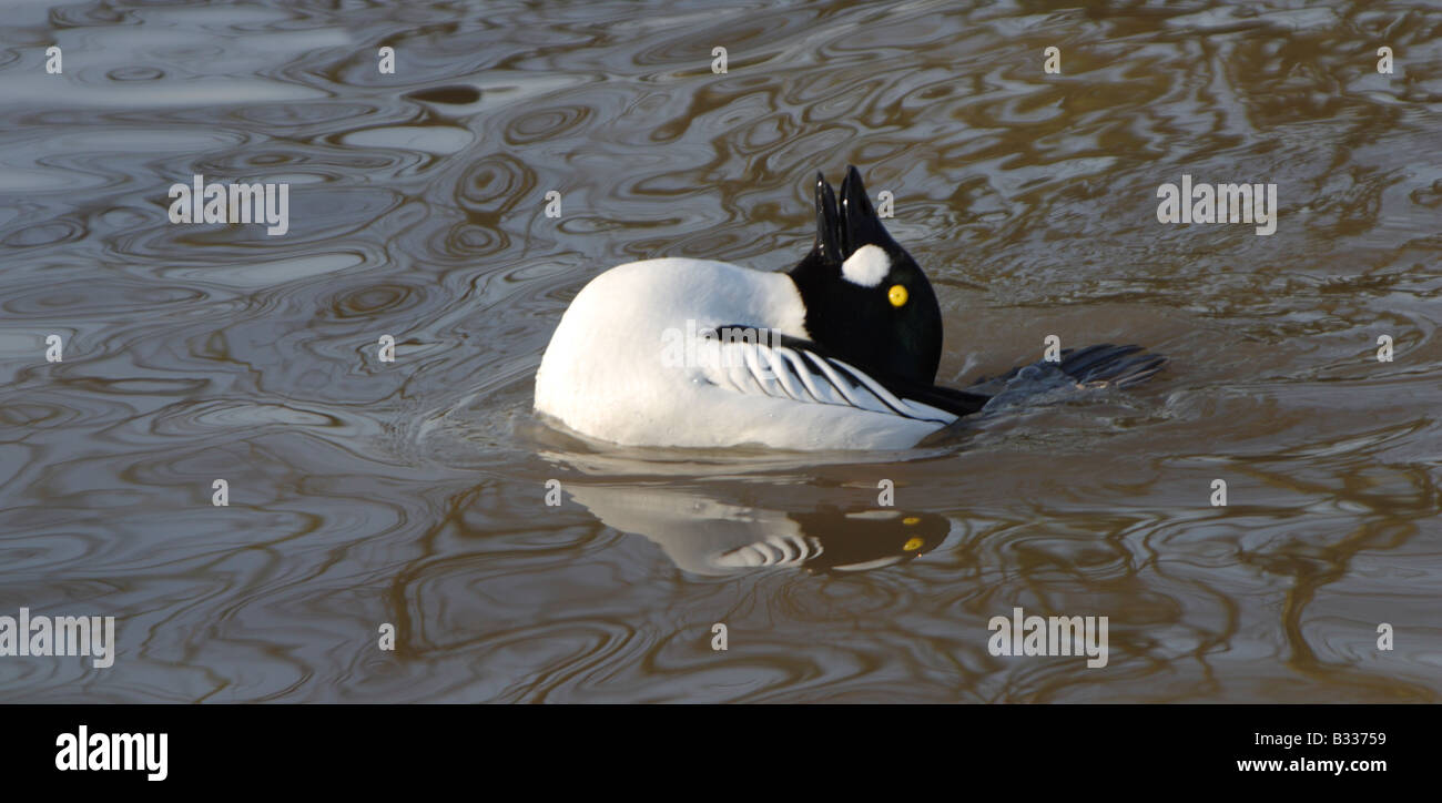 Le Garrot à œil d'or, Bucephala clangula, parade nuptiale Banque D'Images