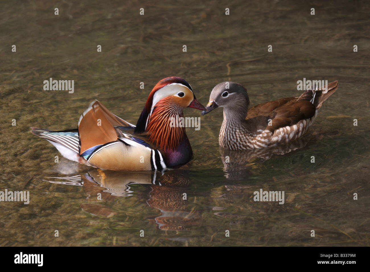Le canard mandarin mâle et femelle, Aix galericulata Banque D'Images