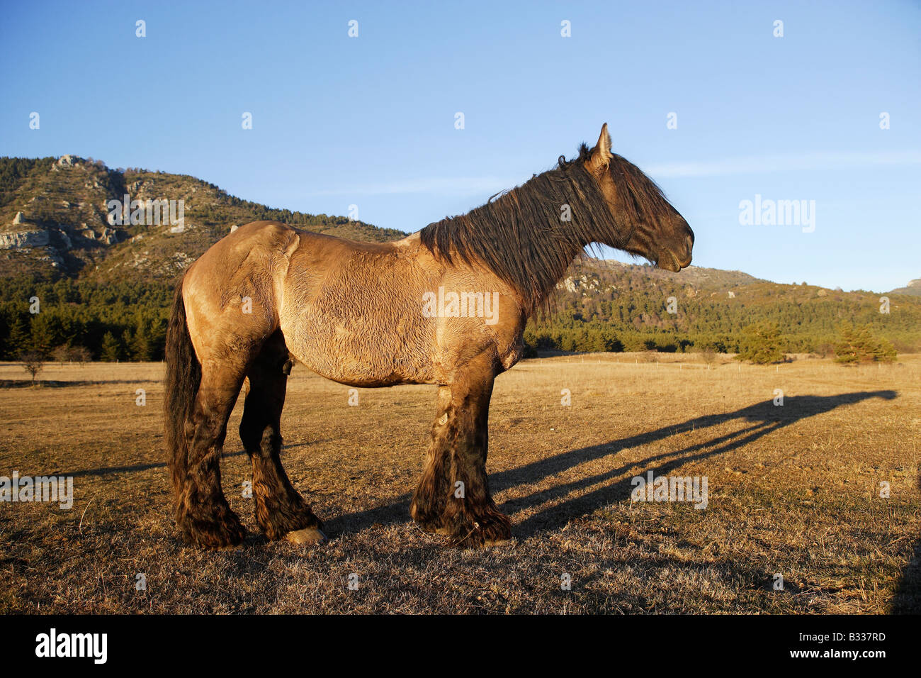 Cheval Poitevin (Equus caballus) un projet de cheval de France Banque D'Images