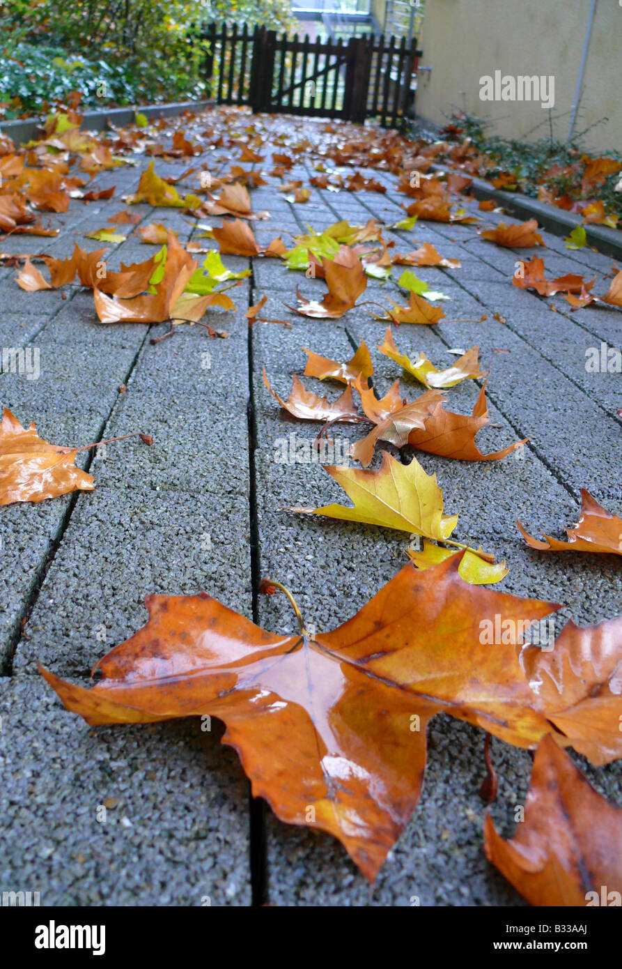 Platanus hispanica, Platanus x hybrida, platanus hybrida, Platanus acerifolia, avion européen, à feuilles d'érable plane, Londres Banque D'Images