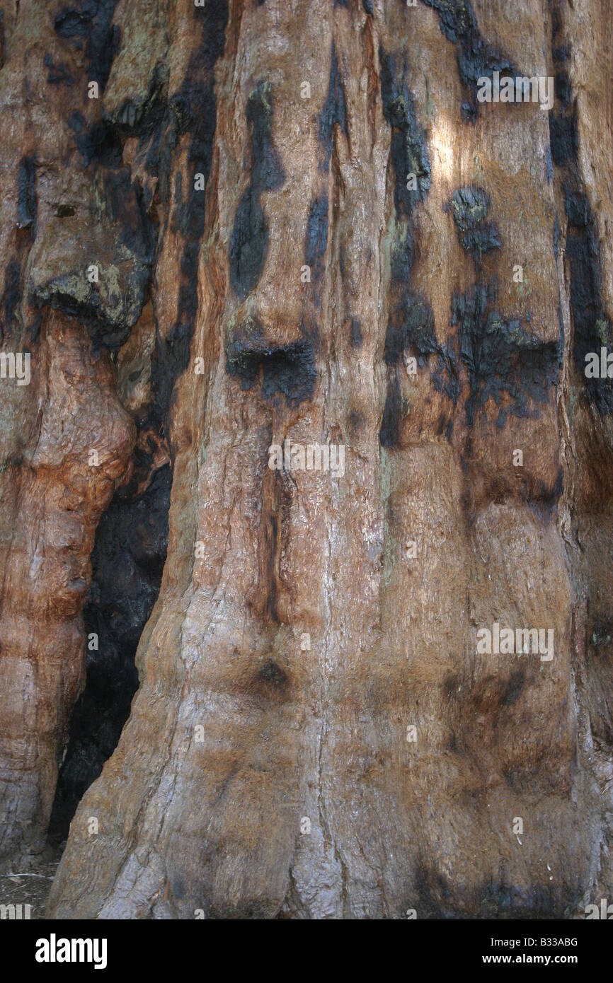 Sequoiadendron giganteum, sequoia géant, giant redwood Banque D'Images