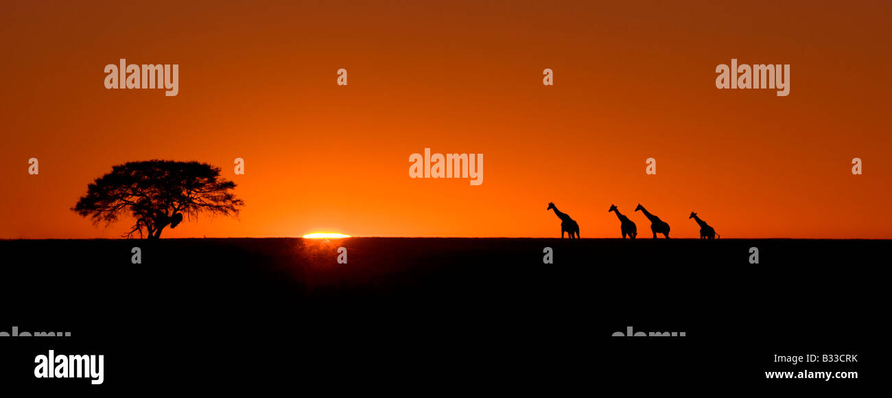 Les Girafes (Giraffa camelopardalis) au lever du soleil dans le parc national d'Etosha, Namibie Banque D'Images